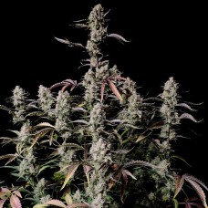 Auto Zkittlez OG feminised Ganja Seeds