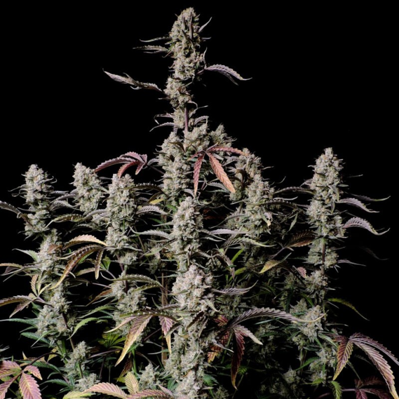 Auto Zkittlez OG feminised Ganja Seeds