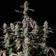 Auto Zkittlez OG feminised Ganja Seeds