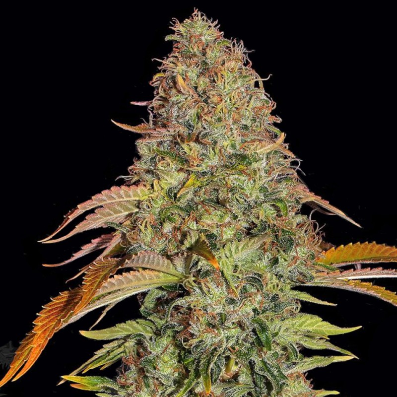 Auto Zkittlez OG feminised Ganja Seeds