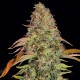 Auto Zkittlez OG feminised Ganja Seeds