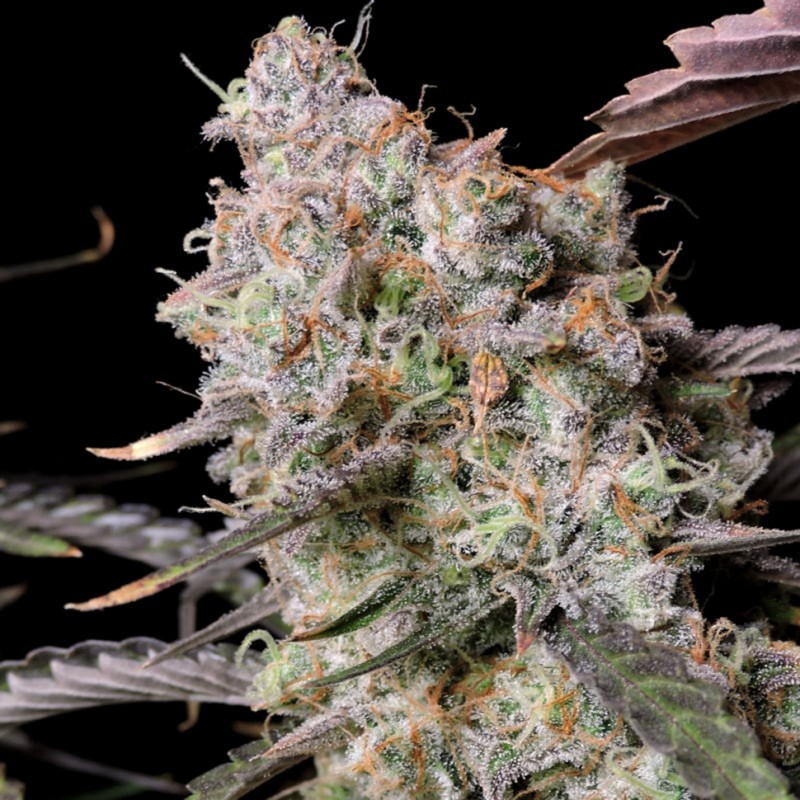 Auto Zkittlez OG feminised Ganja Seeds