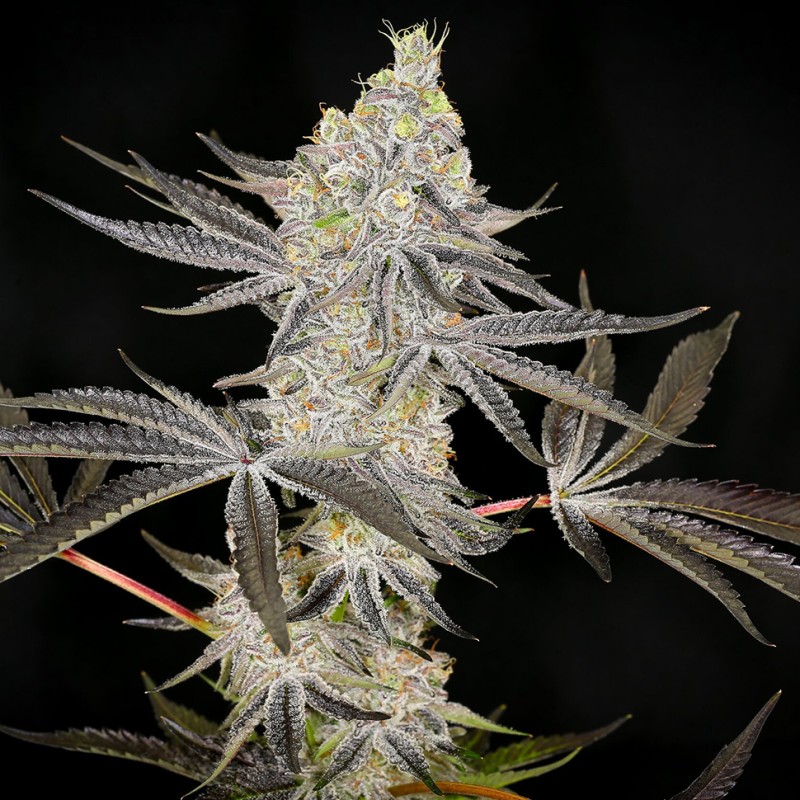 Auto Zkittlez OG feminised Ganja Seeds