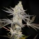 Auto Zkittlez OG feminised Ganja Seeds