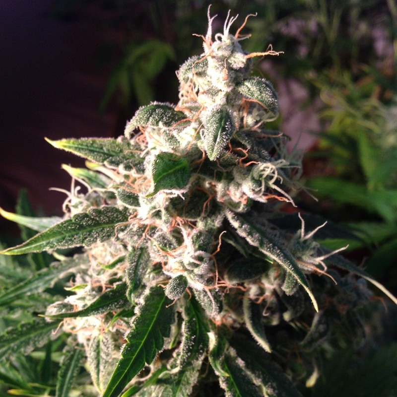 Auto Think Different feminised Ganja Seeds - 477 насінин