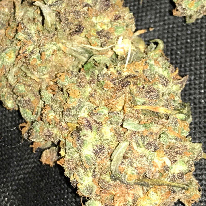 Auto Big Bud feminised GanjaLiveSeeds