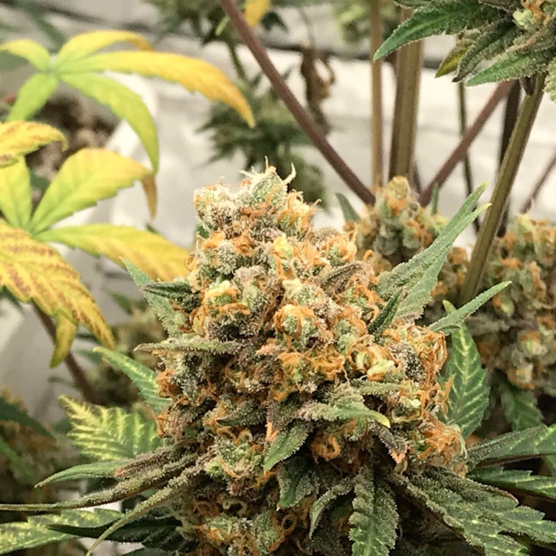 Auto Big Bud feminised GanjaLiveSeeds