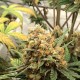 Auto Big Bud feminised GanjaLiveSeeds