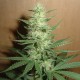 Auto Big Bud feminised GanjaLiveSeeds