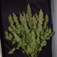 Auto Big Bud feminised GanjaLiveSeeds