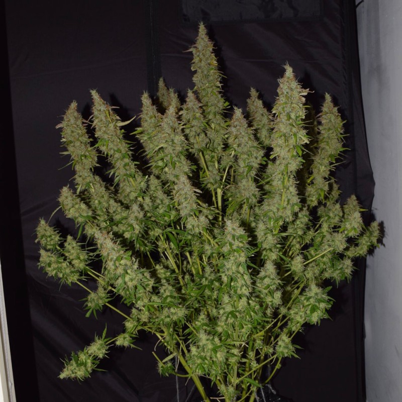 Auto Big Bud feminised GanjaLiveSeeds