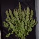 Auto Big Bud feminised GanjaLiveSeeds
