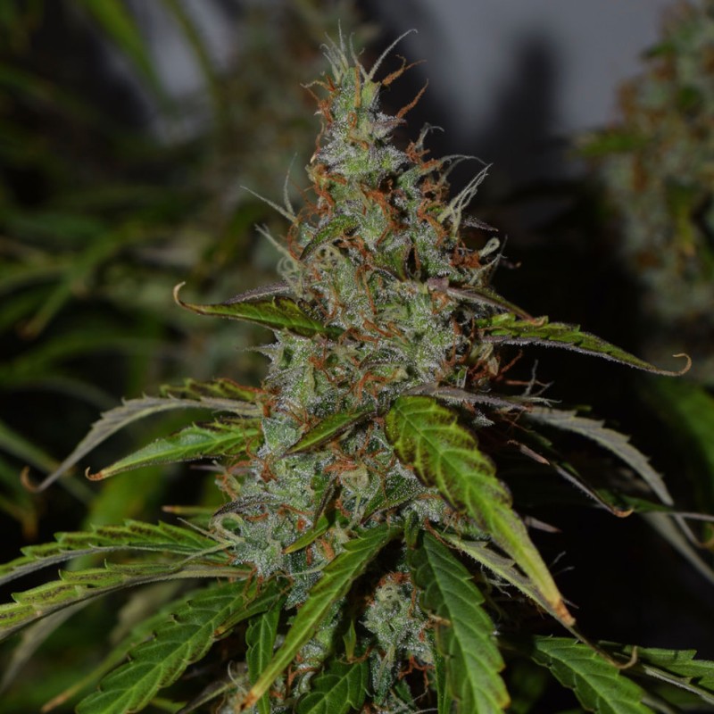 Auto Big Bud feminised GanjaLiveSeeds