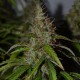 Auto Big Bud feminised GanjaLiveSeeds