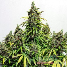 Auto Mazar feminised Master Seed