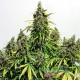 Auto Mazar feminised Master Seed