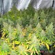 Auto Mazar feminised Master Seed