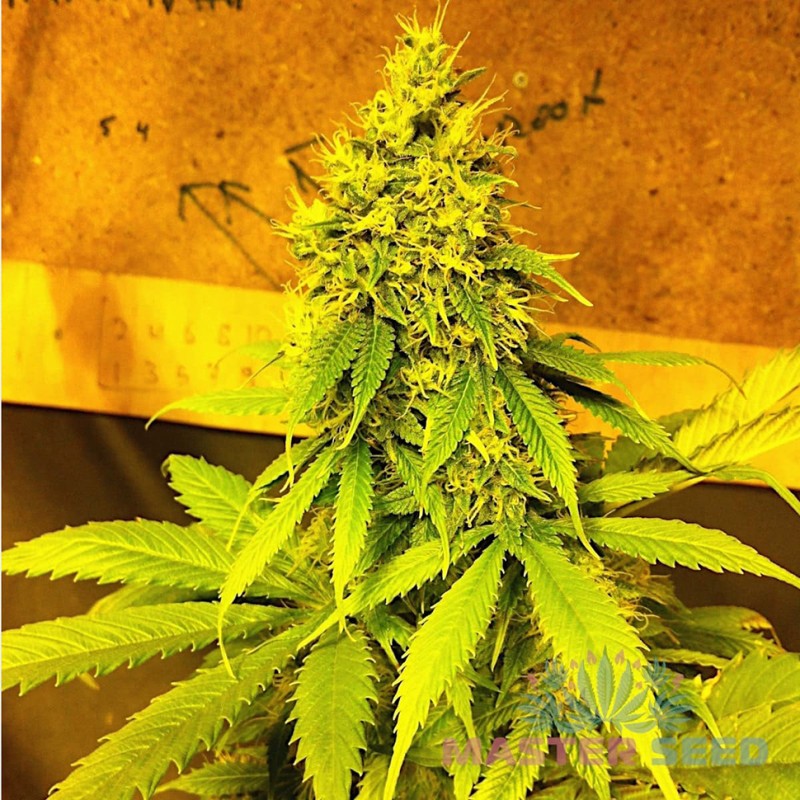 Auto Mazar feminised Master Seed