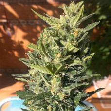 Auto Colorado Cookies feminised GanjaLiveSeeds