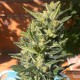 Auto Colorado Cookies feminised GanjaLiveSeeds