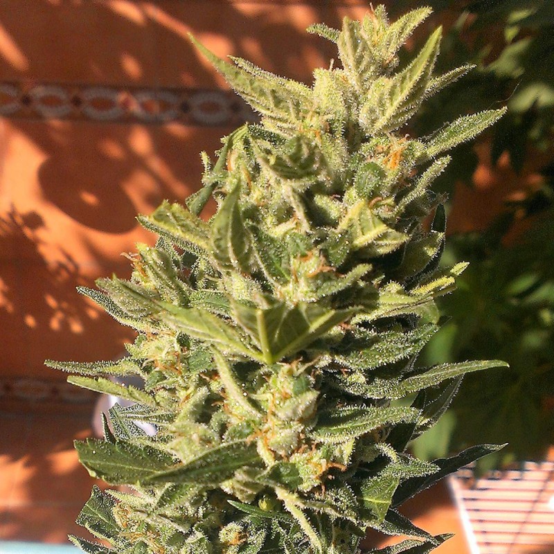 Auto Colorado Cookies feminised GanjaLiveSeeds