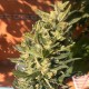 Auto Colorado Cookies feminised GanjaLiveSeeds