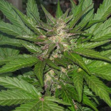 Kalashnikova feminised GanjaLiveSeeds
