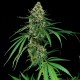 Auto Critical feminised GanjaLiveSeeds