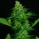 Auto Critical feminised GanjaLiveSeeds