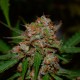 Auto Glueberry O.G. feminised Ganja Seeds