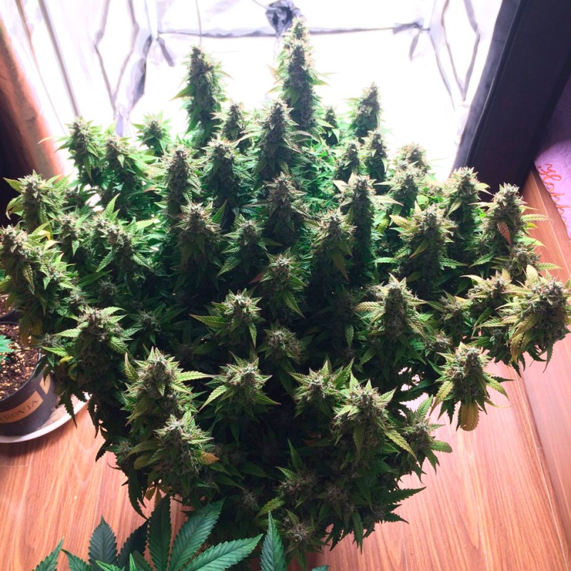 Auto Glueberry O.G. feminised Ganja Seeds