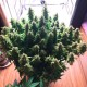 Auto Glueberry O.G. feminised Ganja Seeds