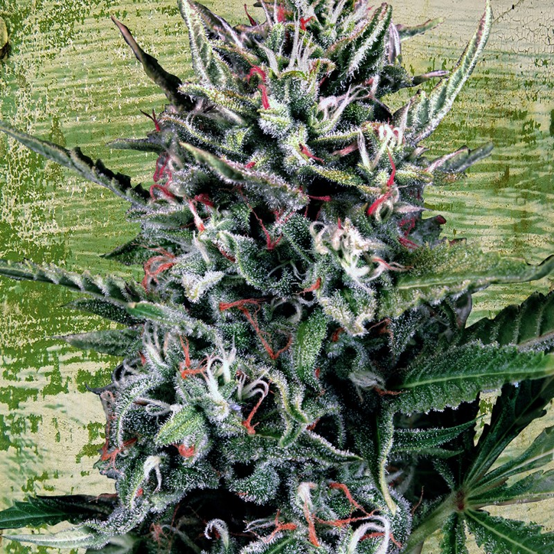 Auto Silver Bullet feminised Ganja Seeds - 2 насінини