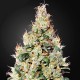 Cheese CBD feminised Ganja Seeds
