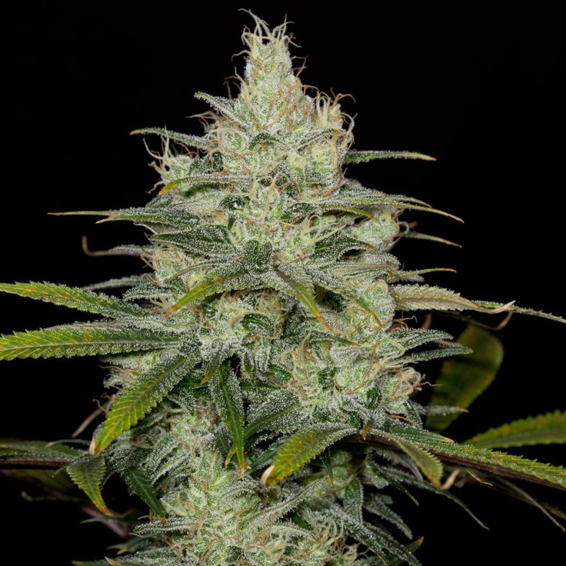 Cheese CBD feminised Ganja Seeds