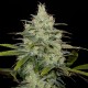 Cheese CBD feminised Ganja Seeds