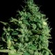 Cheese CBD feminised Ganja Seeds