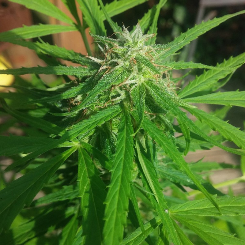 Auto Vertigo feminised Ganja Seeds - 4 насінини
