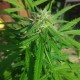 Auto Vertigo feminised Ganja Seeds - 4 насінини