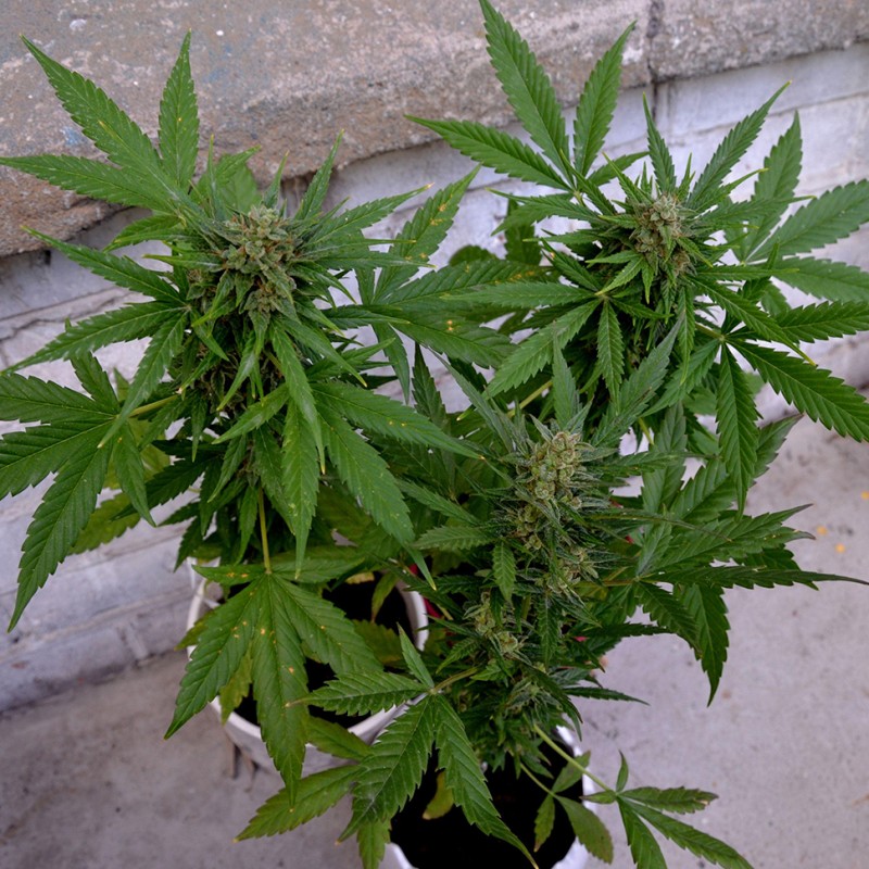 Auto Vertigo feminised Ganja Seeds - 4 насінини