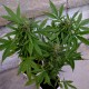 Auto Vertigo feminised Ganja Seeds - 4 насінини