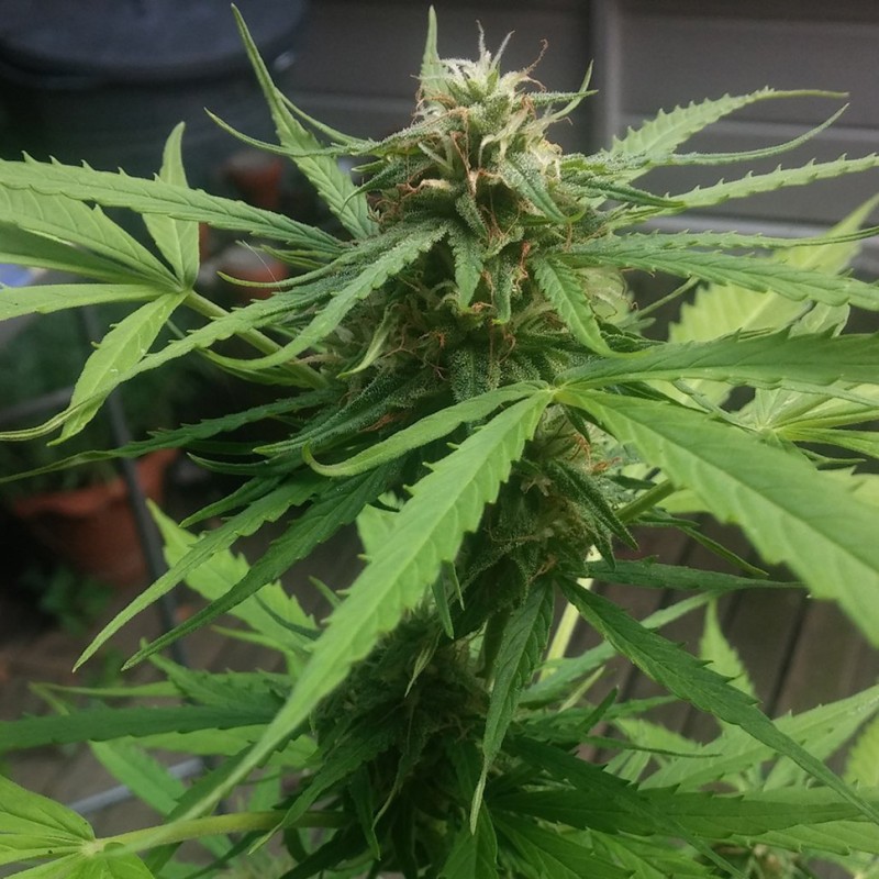 Auto Vertigo feminised Ganja Seeds - 4 насінини