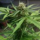 Auto Vertigo feminised Ganja Seeds - 4 насінини