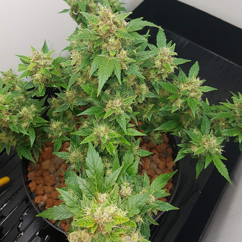 Auto Big Devil feminised GanjaLiveSeeds
