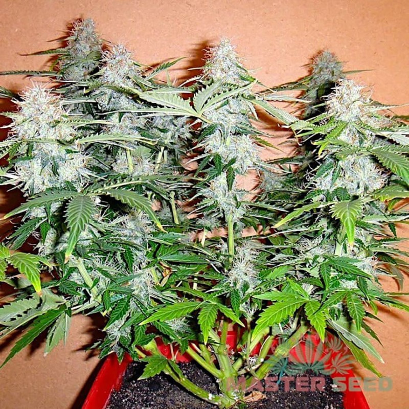 Auto Northern Lights feminised Master Seed - 3 насінини