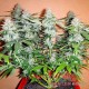 Auto Northern Lights feminised Master Seed - 3 насінини
