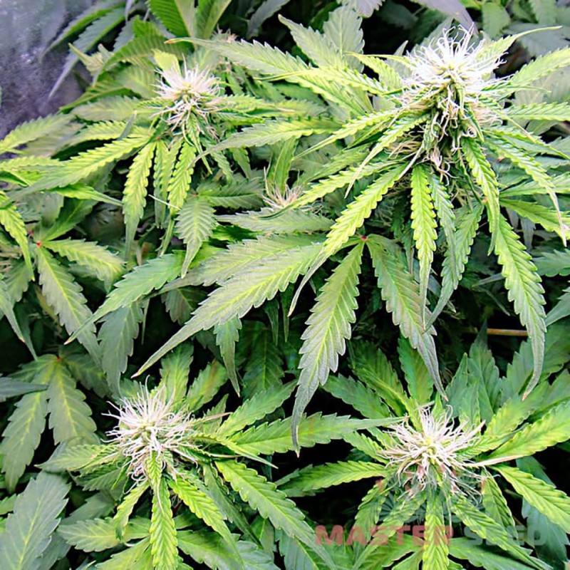 Auto Northern Lights feminised Master Seed - 3 насінини