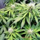 Auto Northern Lights feminised Master Seed - 3 насінини