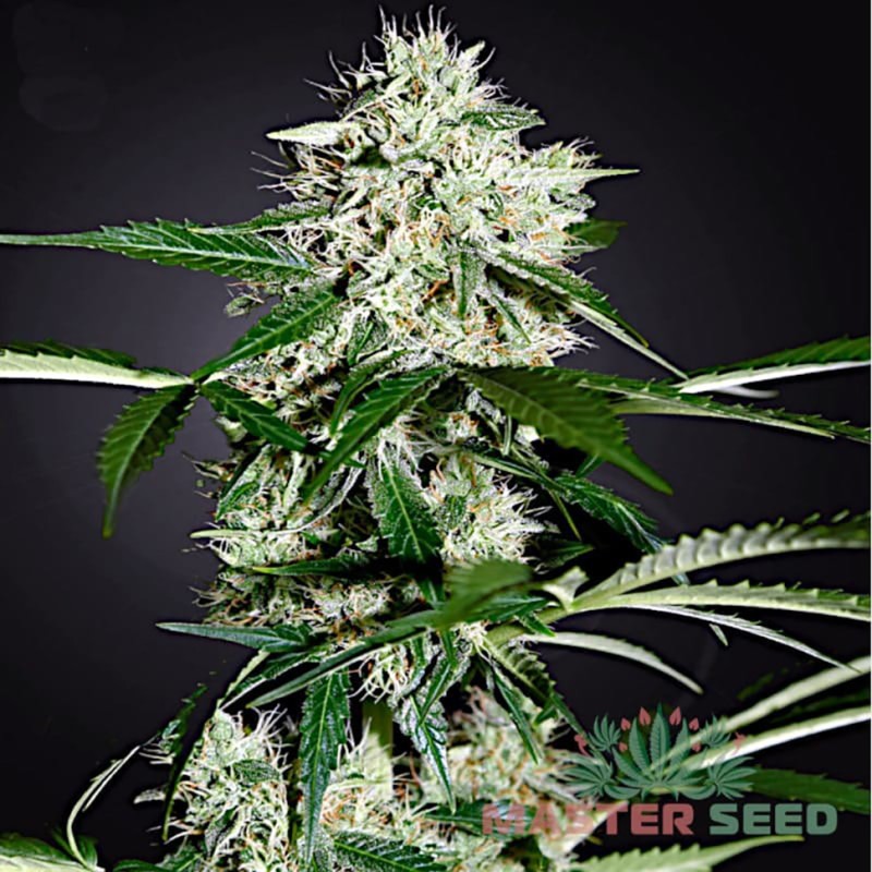 Auto Northern Lights feminised Master Seed - 3 насінини