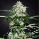 Auto Northern Lights feminised Master Seed - 3 насінини